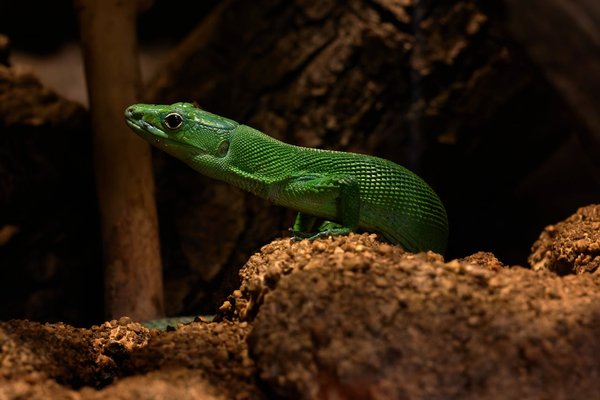 What's the Ideal Lighting for a Corn Snake's Vivarium?